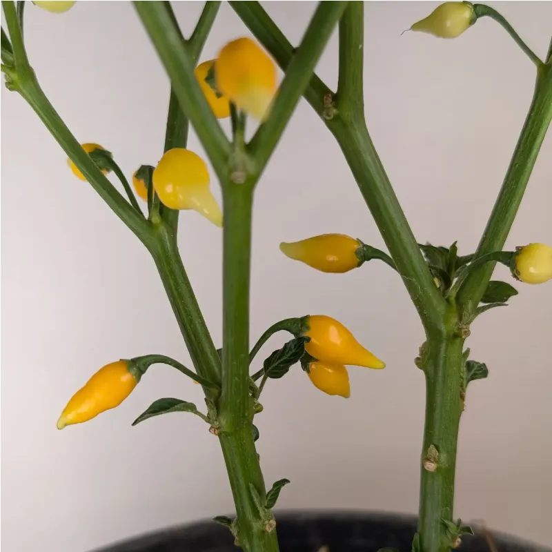 10 graines de Button Yellow